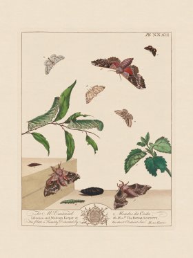 Moses Harris Insects 33