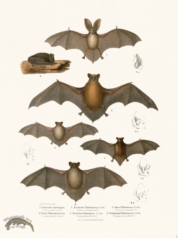 Bats of the World 03