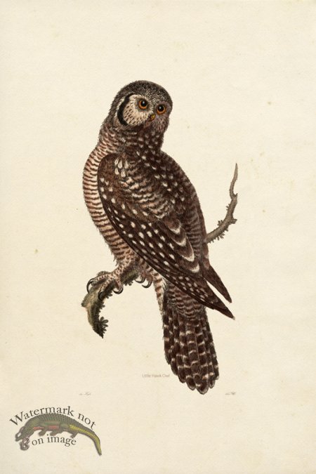 (image for) KO 17 Little Hawk Owl