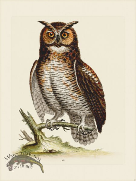 (image for) Edwards 060 Great Horned Owl