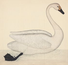 BEWICK'S SWAN . PL 1