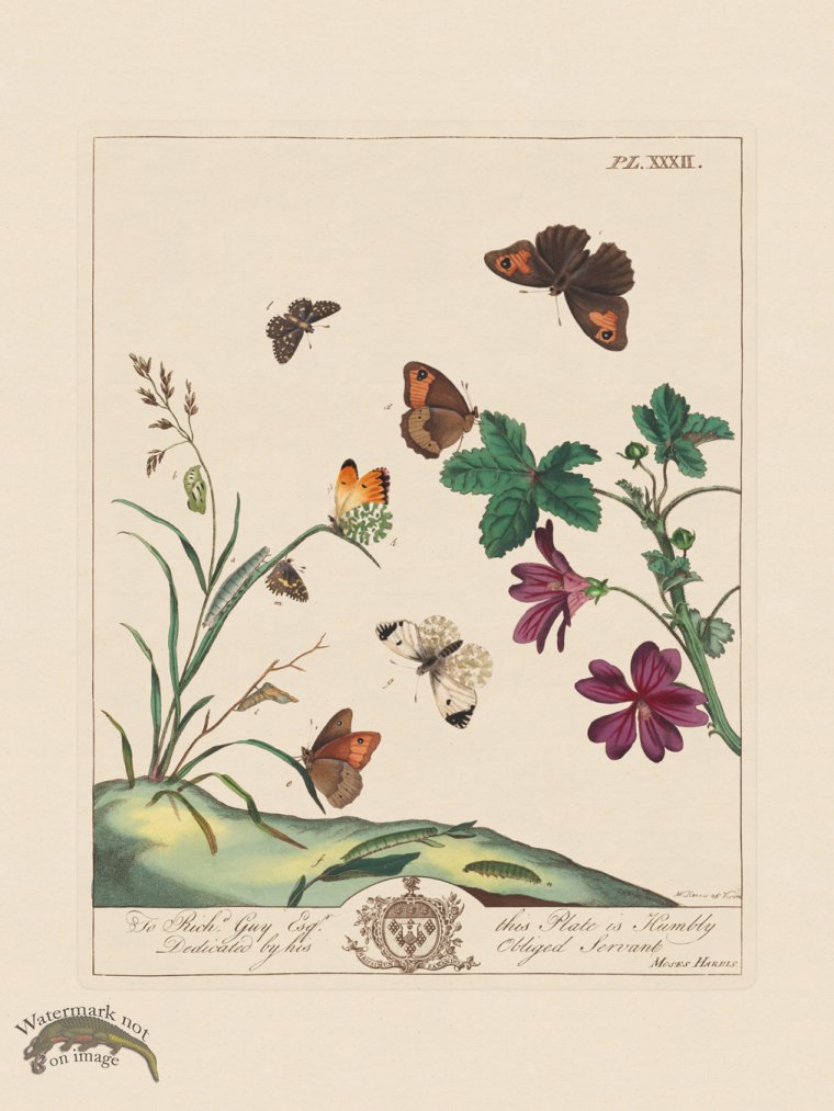 (image for) Moses Harris Insects 32