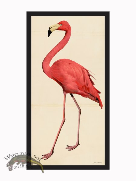 (image for) Rudbeck CFA_BF 50 Pink Flamingo