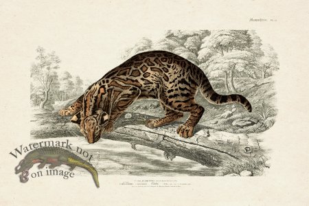 (image for) FNH 12 Ocelot