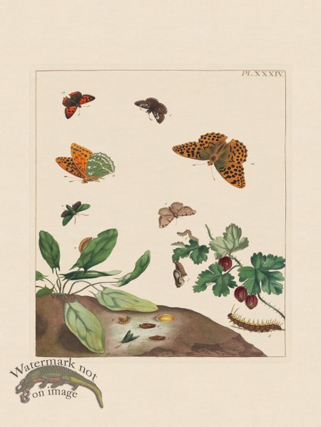 (image for) Moses Harris Insects 34