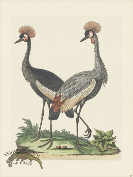 (image for) Edwards 192 Crowned African Crane