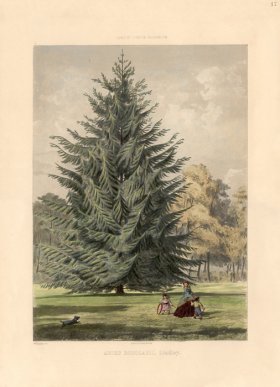 Douglas Fir