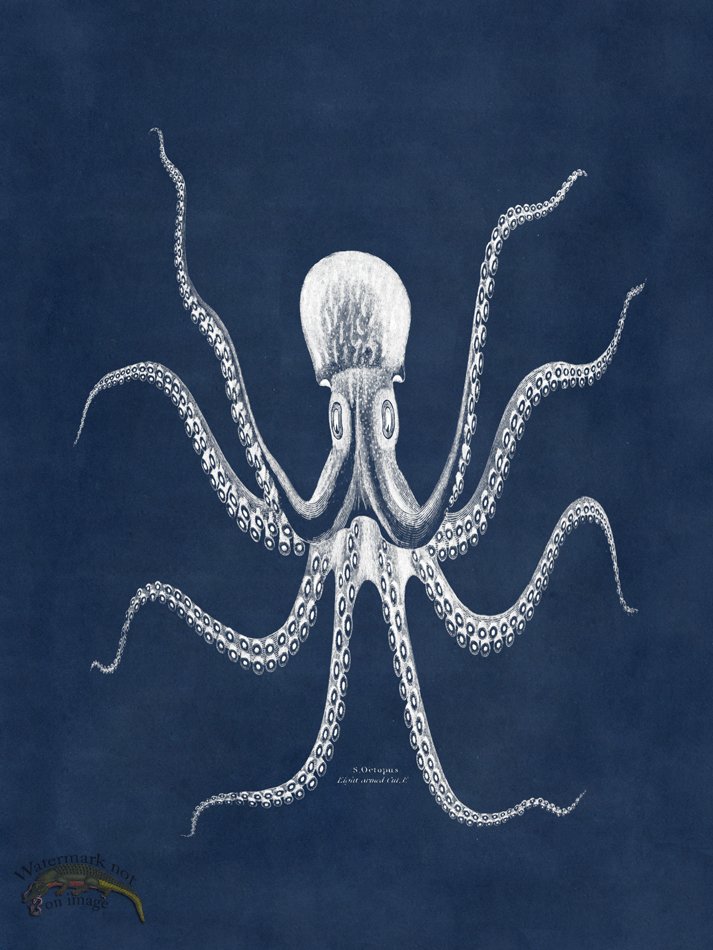 (image for) Octopus Blue 24