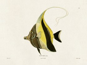 (image for) Werner Fish 010