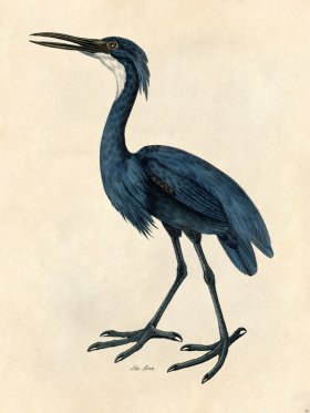 Blue Heron - Tribute Bd 06