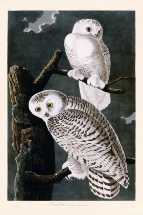 121 Snowy Owl bc