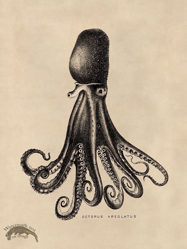 (image for) Octopus Tan 14