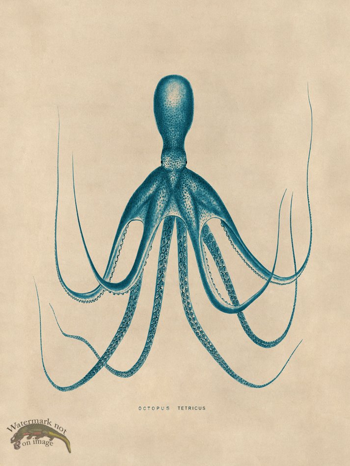 (image for) Octopus Teal 20