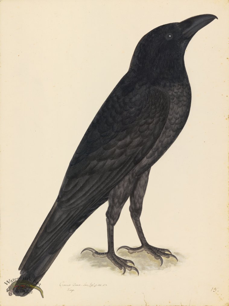 (image for) RAVEN . PL 15