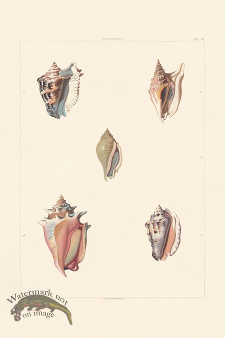 (image for) Perry Shell 12