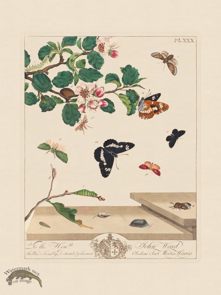 (image for) Moses Harris Insects 30