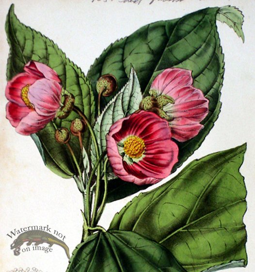 Botanical