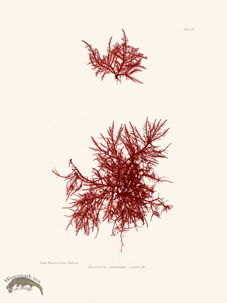 (image for) Bradbury Seaweed 060