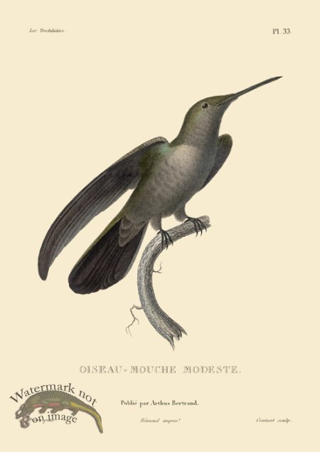 (image for) Humming Bird 33