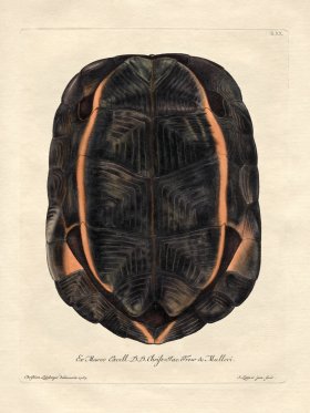 Trew Turtle Shell 20