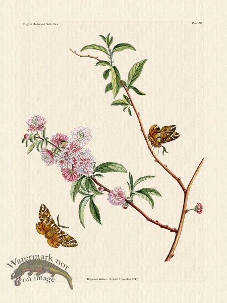 (image for) Wilkes Butterflies 068