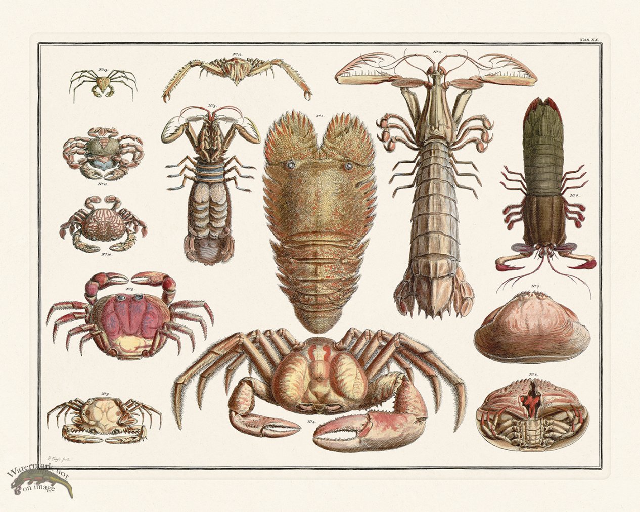 (image for) Seba B2 020 Crustacean