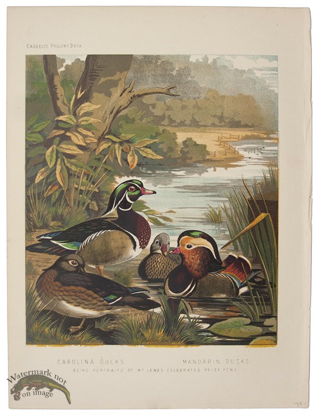 (image for) Wood Duck Mandarin Duck