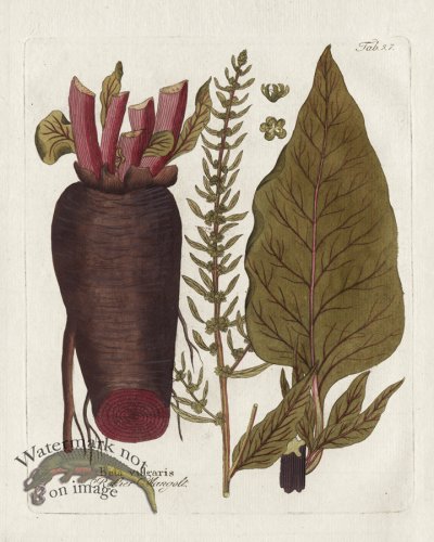 (image for) Beet