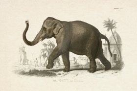 FNH 06 Elephant