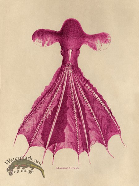 (image for) Octopus Pink 05