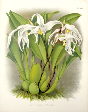 (image for) Linden Orchids 10