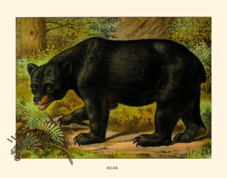 (image for) CP 15 Bear