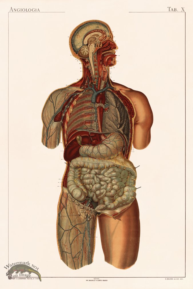 (image for) Laskowski Anatomy 10