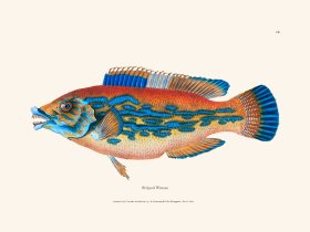 014 Striped Wrasse