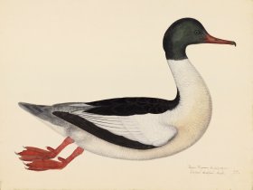 GOOSANDER, MALE . PL 22