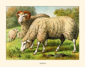 (image for) CP 02 Sheep