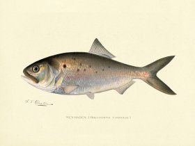 Menhaden