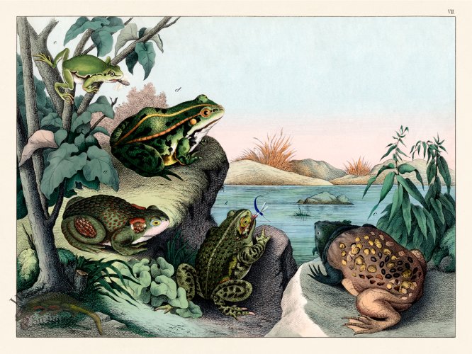 (image for) Schubert Reptiles Frog 1870