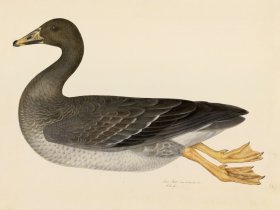 GREYLAG GOOSE . PL 21