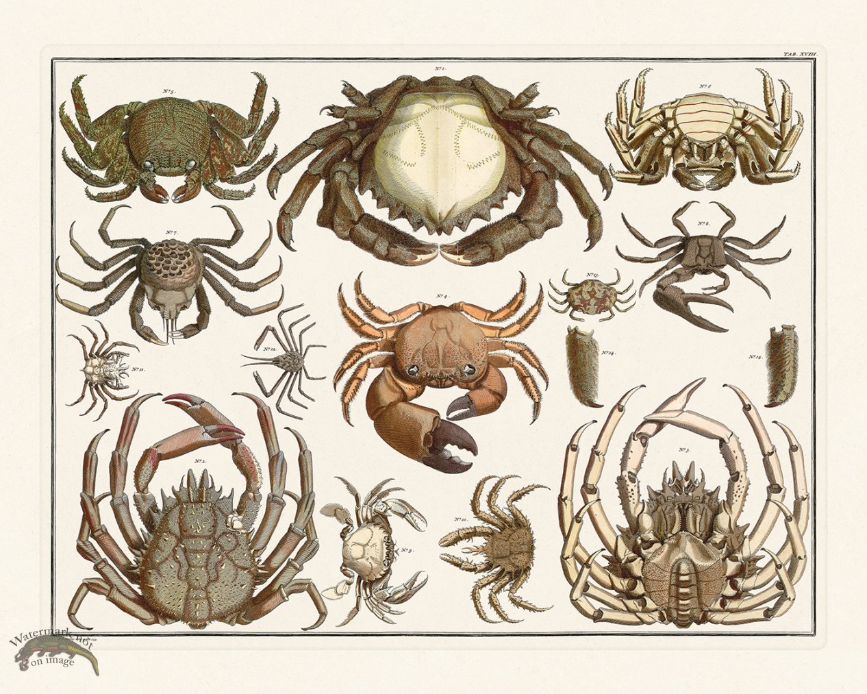 (image for) Seba B2 018 Crabs