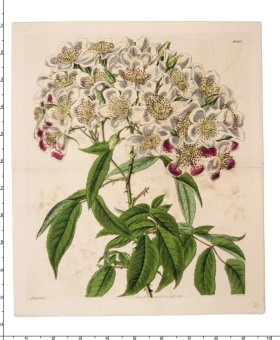 (image for) Curtis Botanical 077