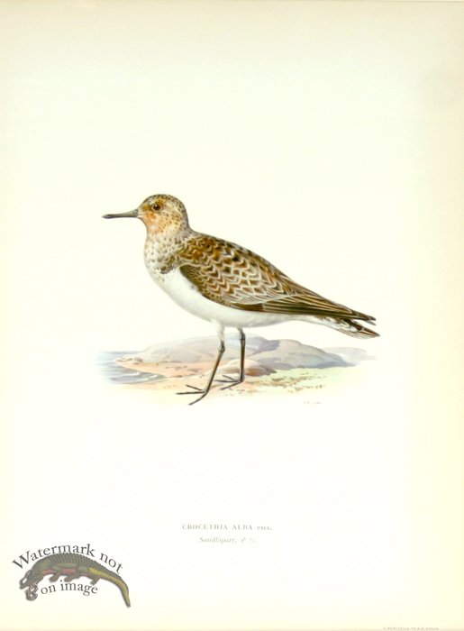 (image for) Swedish Birds 11