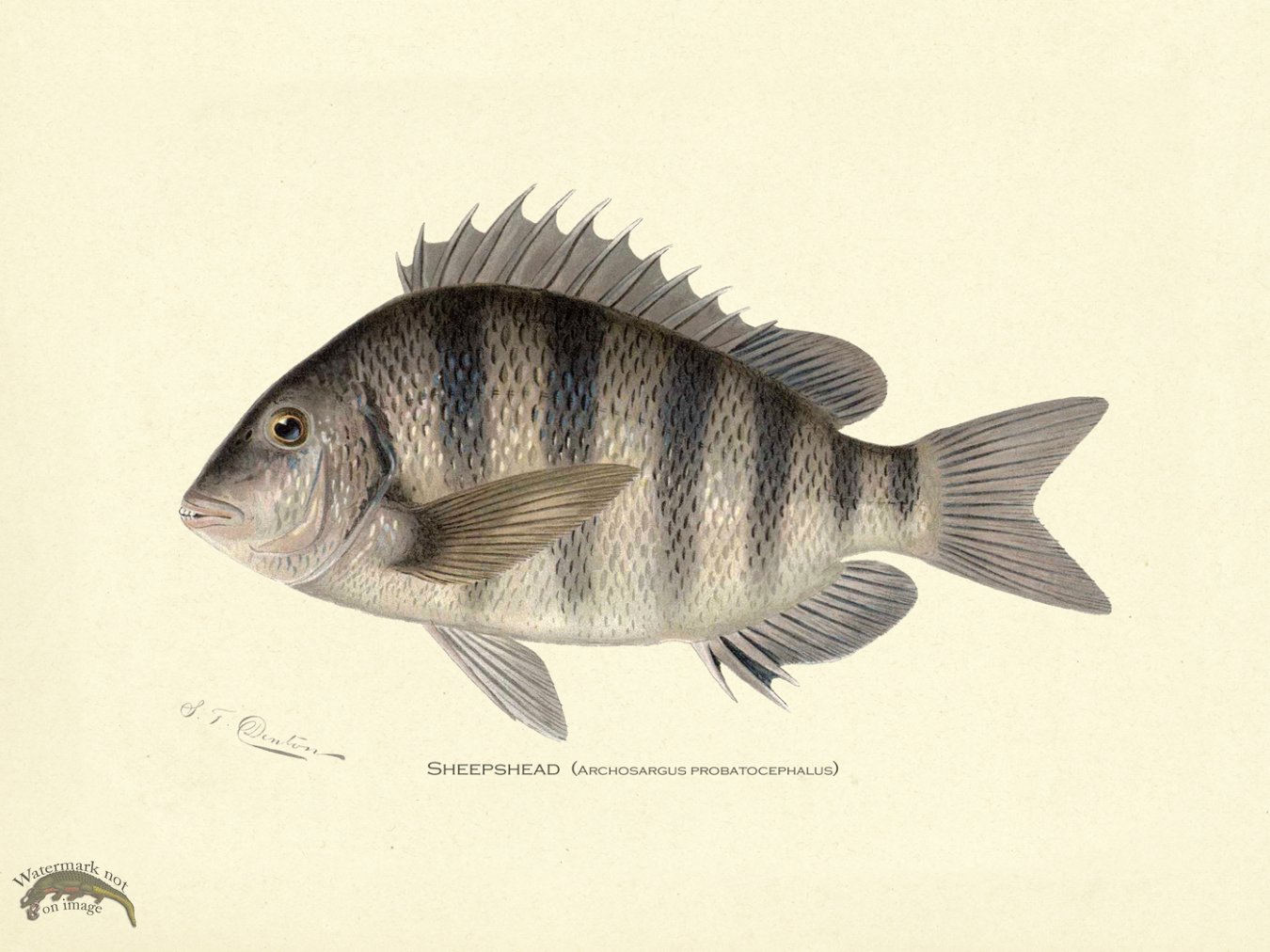 (image for) Sheepshead