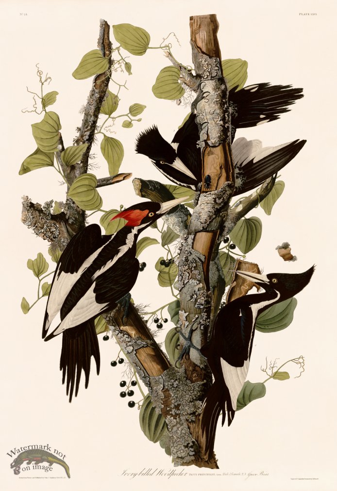 (image for) 066 Ivory billed Woodpecker