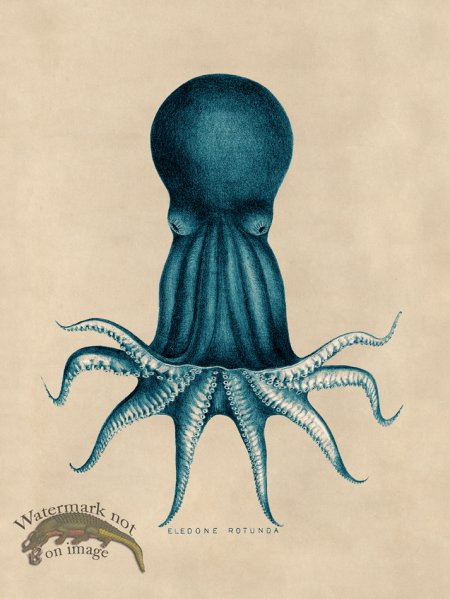 (image for) Octopus Teal 08