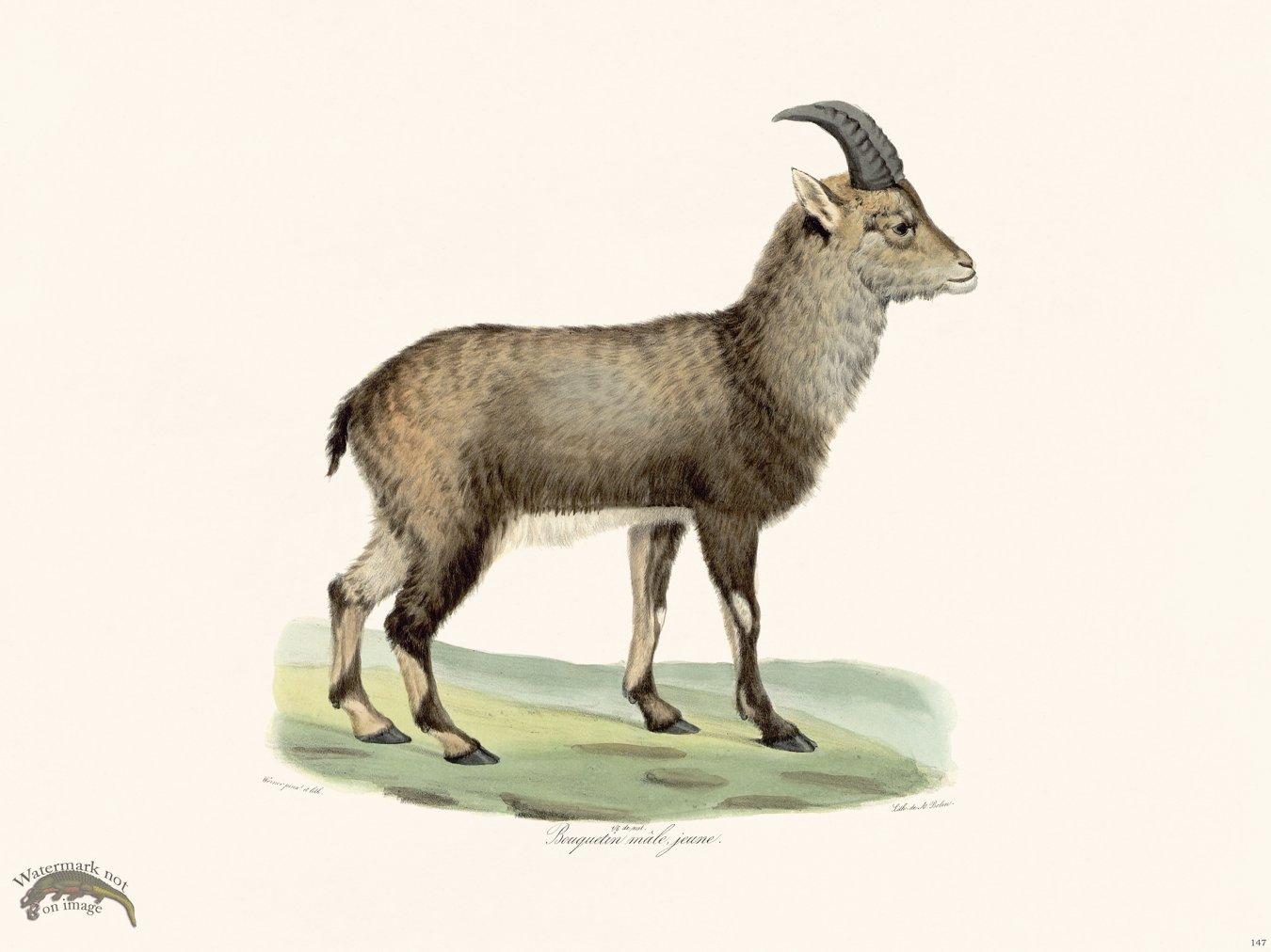 Cuvier 147 Young Male Ibex