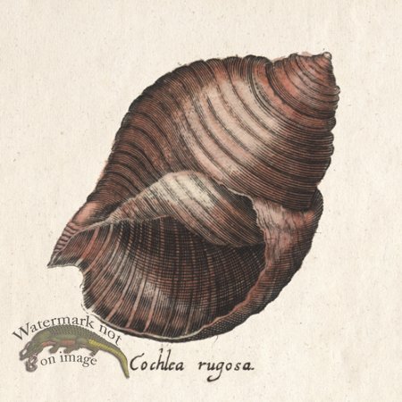 (image for) Merian Shell 10