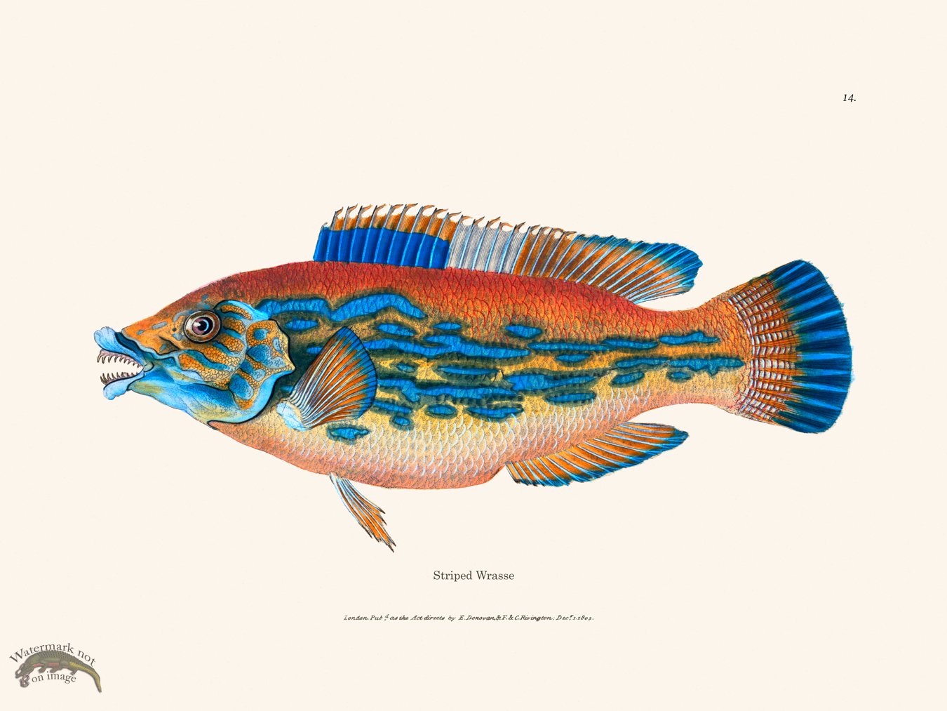 (image for) 014 Striped Wrasse