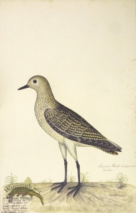 (image for) 192 Swedish Birds . Charadrius Pluvialis, European Golden Plove