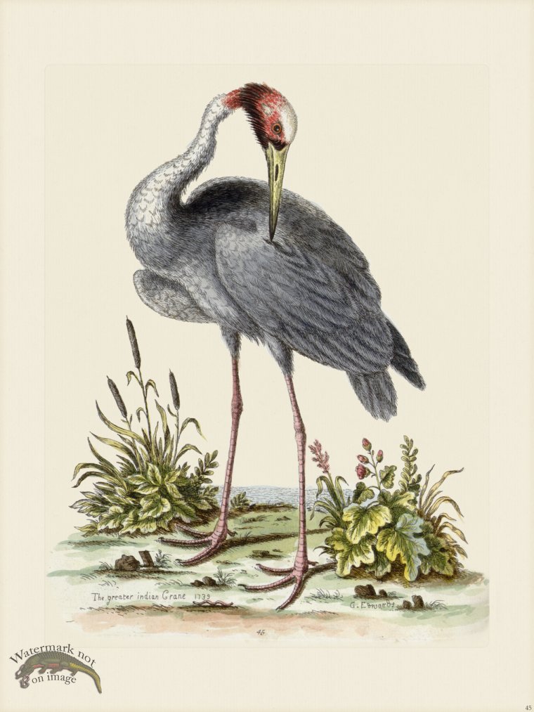 (image for) Edwards 045 Greater Indian Crane